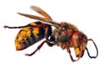 European hornet in latin Vespa crabro