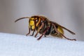 European hornet