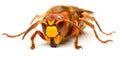 European hornet, Vespa crabro