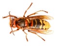 European hornet, Vespa crabro Royalty Free Stock Photo