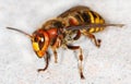 European hornet (Vespa crabro) Royalty Free Stock Photo