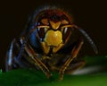 Hornet Vespa crabro, in extreme close up Royalty Free Stock Photo