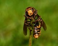 Hornet Vespa crabro, in extreme close up Royalty Free Stock Photo