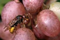 European hornet, Vespa crabro, feeds on a ripe sweet red grape, voracious insects are attracted to sweet fruits