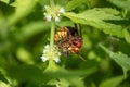 European Hornet Vespa crabro with Honey Bee Royalty Free Stock Photo