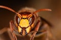 European hornet (Vespa crabro)