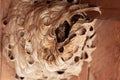 European hornet Vespa crabro nest. Royalty Free Stock Photo