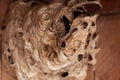 European hornet Vespa crabro nest. Royalty Free Stock Photo