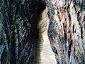 European hornet Vespa crabro nest Royalty Free Stock Photo