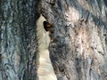 European hornet Vespa crabro nest Royalty Free Stock Photo