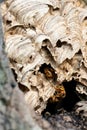European hornet Vespa crabro  nest Royalty Free Stock Photo