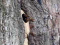 European hornet Vespa crabro nest