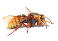 The European Hornet (Vespa crabro).