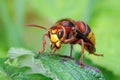 European Hornet - Vespa crabro eating its prey. Royalty Free Stock Photo