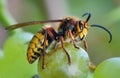 European Hornet, Hornet, Wasp in green nature Royalty Free Stock Photo