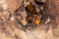 European hornets defend the entry of their hornets nest against invaders and are a dangerous and poisonous pest that build colony