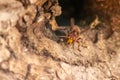 European hornets defend the entry of their hornets nest against invaders and are a dangerous and poisonous pest that build colony