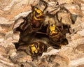 European hornets Vespa crabro defending hole in nest Royalty Free Stock Photo