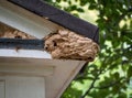 European hornets Vespa crabro and their nest. UK. Royalty Free Stock Photo