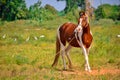 European horses close up view,Arabian horse standing on frame beautiful view,top view of Maharashtra india horses Royalty Free Stock Photo