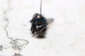 European Housefly In Germany Shot With Macro Lens In Professional Quality
