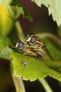 European hoverfly, helophilus pendulus Royalty Free Stock Photo