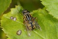 European hoverfly, helophilus pendulus