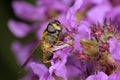 European hoverfly, helophilus pendulus Royalty Free Stock Photo