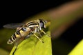 European hoverfly, helophilus pendulus Royalty Free Stock Photo