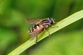 European Hoverfly - Helophilus pendulus at rest. Royalty Free Stock Photo