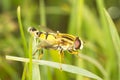 European hoverfly / Helophilus tr Royalty Free Stock Photo
