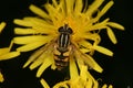 European hoverfly (Helophilus trivittatus) Royalty Free Stock Photo