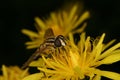 European hoverfly (Helophilus trivittatus)