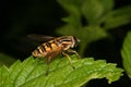 European hoverfly (Helophilus trivittatus) Royalty Free Stock Photo