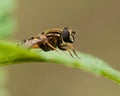 European hoverfly, Helophilus trivittatus