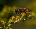 European hoverfly, Helophilus trivittatus Royalty Free Stock Photo