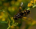 European hoverfly, Helophilus trivittatus Royalty Free Stock Photo