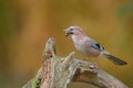 European Jay