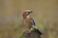 European Jay Garrulus glandarius bird