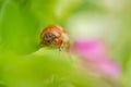 European june beetle on flower. Summer chafer in green leaves. Amphimallon solstitiale.