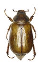 European June Beetle on white Background Royalty Free Stock Photo