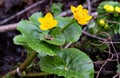 European kaluzhnitsa, or marsh kaluzhnitsa. Beautiful wild yellow flower. The first spring flowers Royalty Free Stock Photo