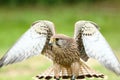 European Kestral Royalty Free Stock Photo