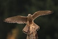 European kestrel, Falco tinnunculus, landing on old rotten trunk. Also known as Old World kestrel. Female of bird of prey Royalty Free Stock Photo