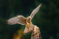 European kestrel, Falco tinnunculus, landing on old rotten trunk. Female of bird of prey with widely spread wings in flight. Royalty Free Stock Photo