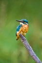 European Kingfisher