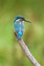 European Kingfisher