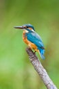 European Kingfisher