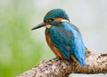 European Kingfisher