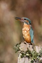 European kingfisher, Alcedo atthis